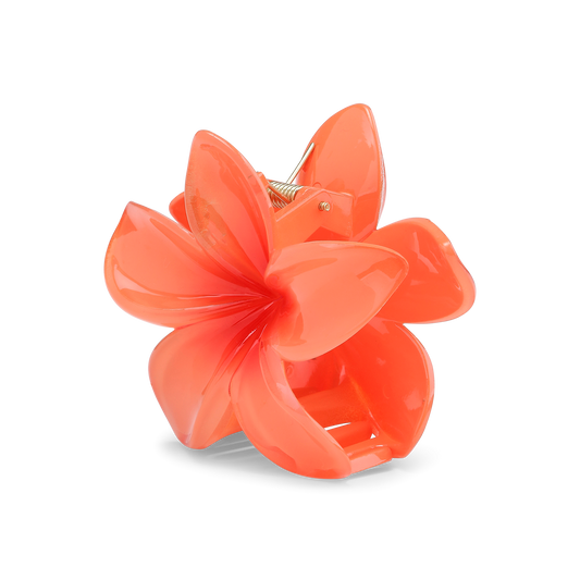 Plumeria bella big