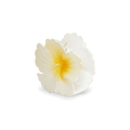 Hawaii flower big - novalieshop