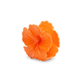 Hawaii flower big - novalieshop